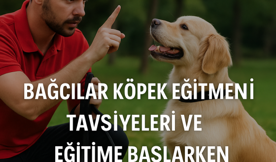 Bağcılar Köpek Eğitmeni Tavsiyeleri | Eğitime Başlarken Bilinmesi Gerekenler