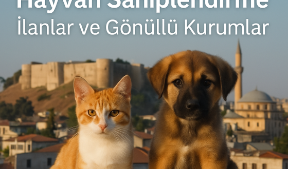 Gaziantep Hayvan Sahiplendirme | İlanlar ve Gönüllü Kurumlar