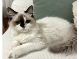 7 Aylık Anne Baba Şecereli Safkan Erkek Ragdoll Kedimiz