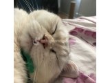 Ankara – 7 Yaşında Sakin British Shorthair Erkek Kediye Yuva Aranıyor