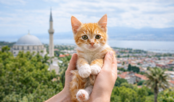 İzmit Kedi Sahiplendirme İlanları