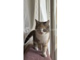 KEDİ SAHİPLENDİRME İLANI