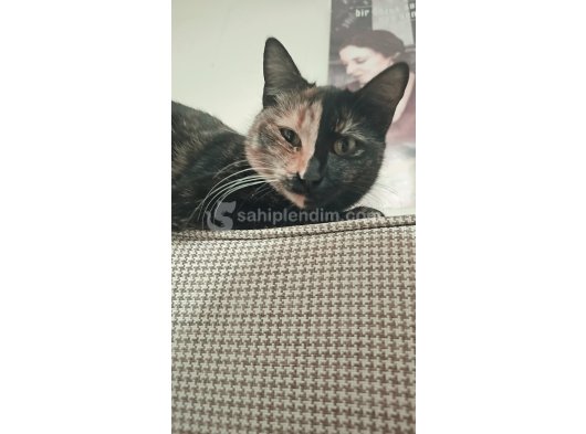 4 Kedimize Yuva Arıyoruz